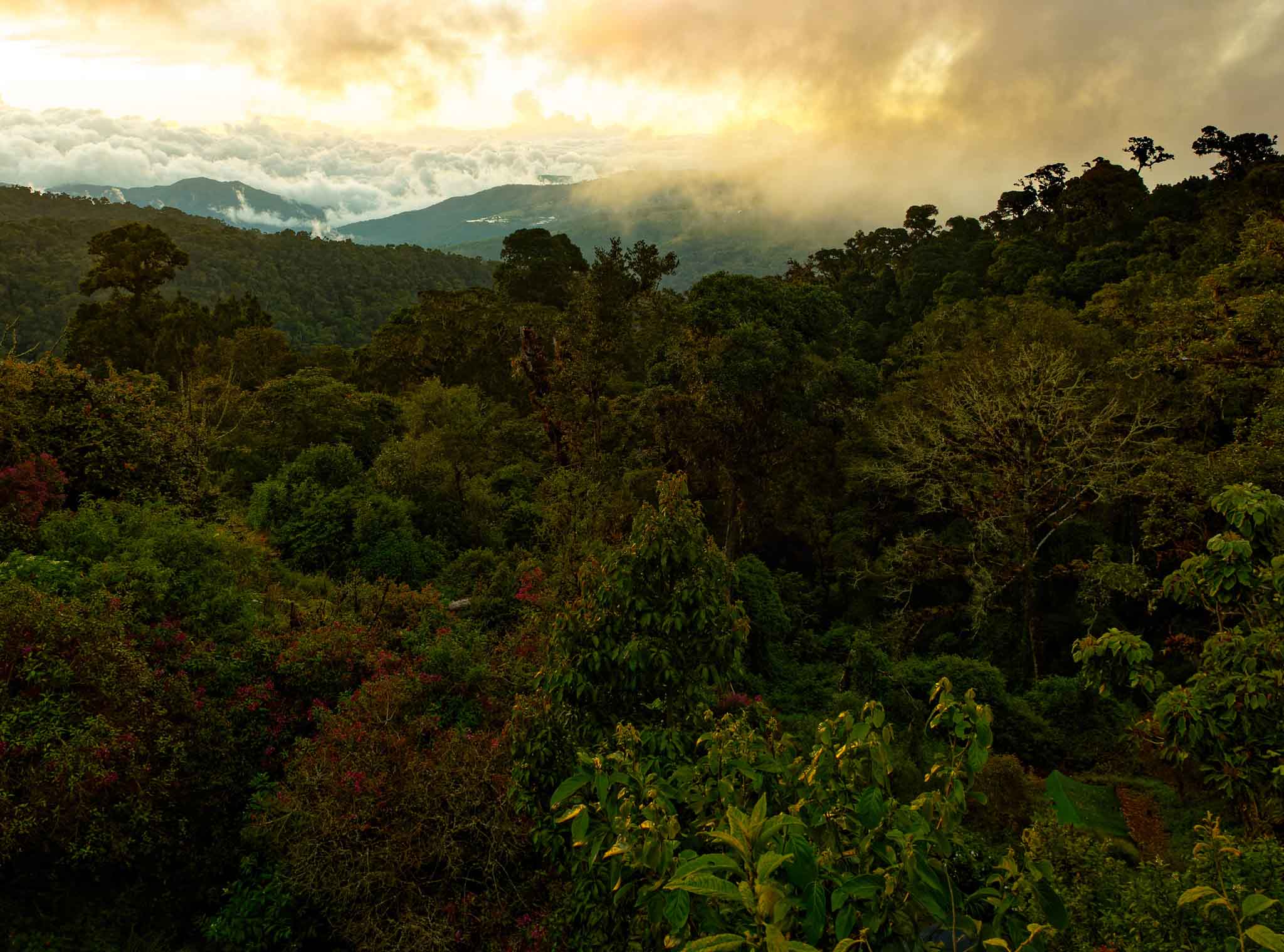 Roasting in May: Costa Rica Los Santos